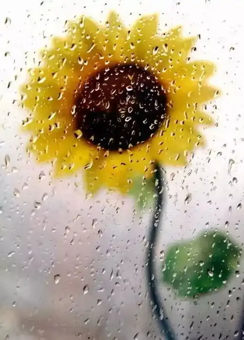 下雨搞笑图片朋友圈