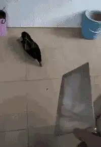 鸭子搞笑图片沙子