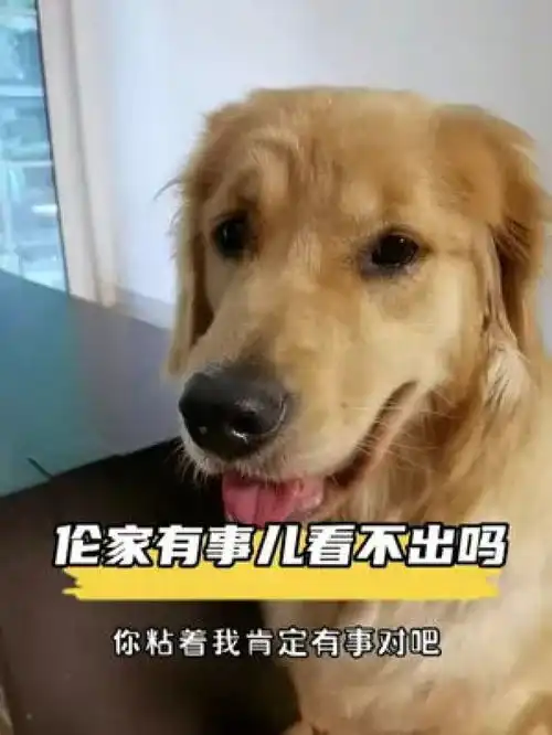  元宝结尾学鸡叫是不是有些敷衍了萌宠金毛元宝搞笑创作灵感