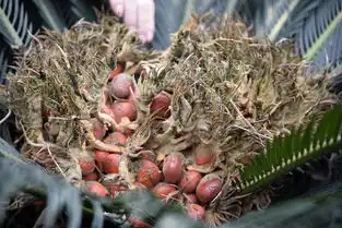  四川泸州一铁树结出凤凰蛋状如鸟巢引采摘组图