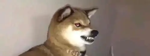  主人做羊毛毡差点毛,决定薅点狗毛,狗狗的表情不对劲啊