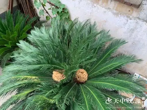 驻马店稀奇一铁树开出两朵花 驻马店稀奇一铁树开出两朵花