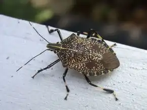  这是什么昆虫