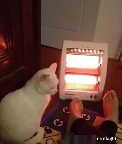 90后姑娘睡觉忘关取暖器,醒来后却发现猫毛被被烧焦了太搞笑了  90后姑娘睡觉忘关取暖器,醒来后却发现猫毛被被烧焦了太搞笑了