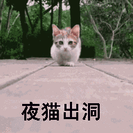  搞笑聊天动物图片