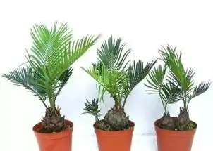  铁树真的千年才开一次花铁树这锅我们可不背