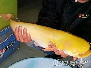 鲶鱼图片搞笑秃鹳