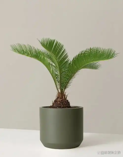  铁树多久开一次花揭秘铁树开花的周期与养护要点