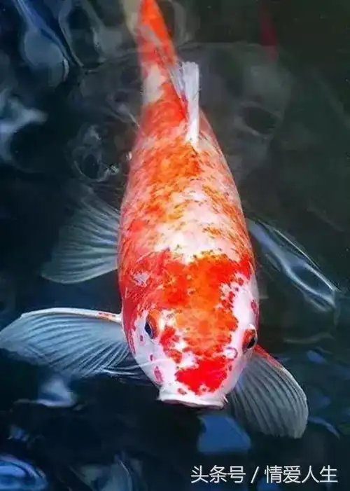  千年锦鲤翻身化龙,见者一生好运