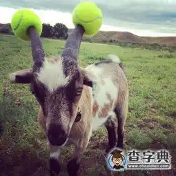  终于教会了家里的宠物捡球了