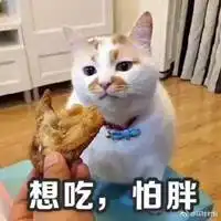  网红猫咪楼楼表情包微信头像图片大全