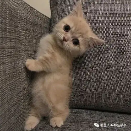  短腿圆脸的小橘猫真的是萌屎了啊