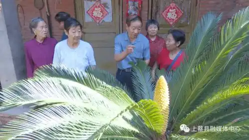 稀奇60年铁树开了花