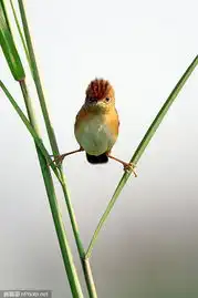  21张令人忍俊不禁的幽默照片