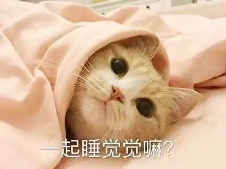  猫咪指人表情包指人猫咪表情
