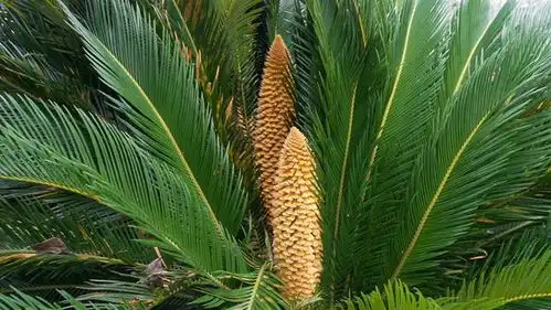 罕见武汉新洲一棵铁树上开了两朵雄花 罕见武汉新洲一棵铁树上开了两朵雄花