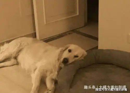 主人在旁边,我就不下河摸鱼了10张狗狗趣图看着真是太搞笑了  主人在旁边,我就不下河摸鱼了10张狗狗趣图看着真是太搞笑了