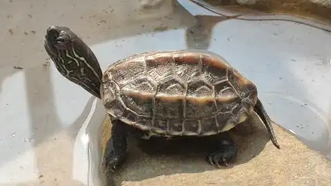 震惊,一男子对小乌龟做出这种事,,,,哔哩哔哩bilibili  震惊,一男子对小乌龟做出这种事,,,,哔哩哔哩bilibili