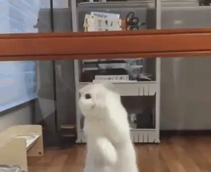 萌猫上演越狱行动,你当真主人不知道  萌猫上演越狱行动,你当真主人不知道