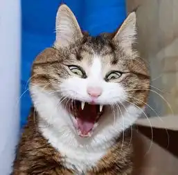 王晓晨725生日快乐  王晓晨725生日快乐