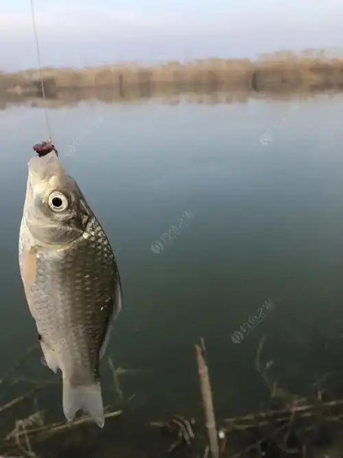 成子湖支流砸冰窟黄鼠狼爆护
