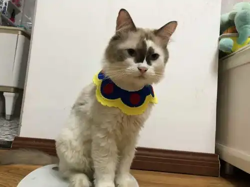  我又饿了的想法愿每一个猫咪都能遇到一个好的主人