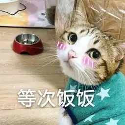  猫咪表情包我饿啦,等次饭饭