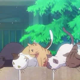 猫咪功能竟如此强大,走进猫咪共同探索让人上瘾的原因  猫咪功能竟如此强大,走进猫咪共同探索让人上瘾的原因