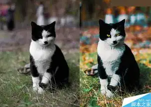  怎么样使用photoshop3dlut调出通透清晰的猫咪图片