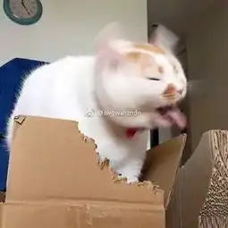  我妈微信头像不能用猫,马上换掉