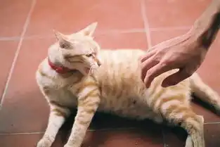  铲屎官在家默默流泪时,橘猫赶来温柔安慰,为主人舔去眼角泪水
