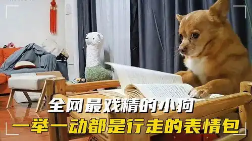  全网最戏精的小狗哈尼,一举一动都是行走的表情包