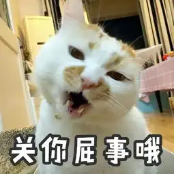  网红猫楼楼去世,我们的表情包回喵星球了