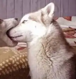 00后都在用的情侣头像,组三互殴猫咪超甜,最后一组太傻了  00后都在用的情侣头像,组三互殴猫咪超甜,最后一组太傻了