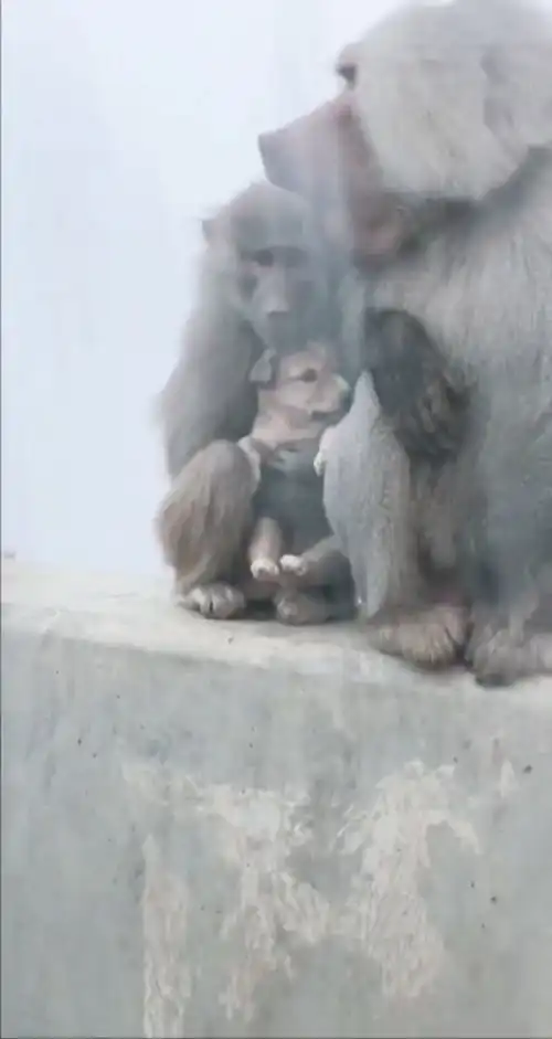 猴哥你抱错娃了  猴哥你抱错娃了