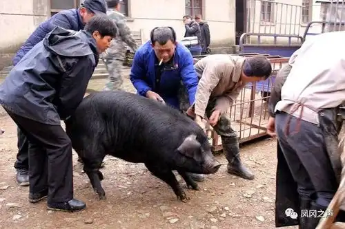 猪睡觉图片搞笑整人台风