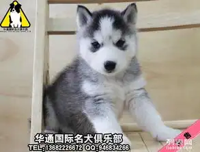 哈士奇犬搞笑图片蜜蜂