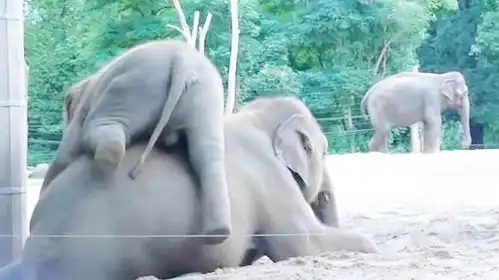 小象跟妈妈撒娇,结果被妈妈打屁股,画面实在搞笑  小象跟妈妈撒娇,结果被妈妈打屁股,画面实在搞笑