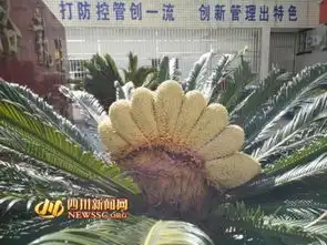 铁树花开9朵枝叶扇形张开如孔雀展翅图 铁树花开9朵枝叶扇形张开如孔雀展翅图