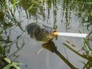  盘点动物搞笑图集鸭子抽烟酷劲十足图
