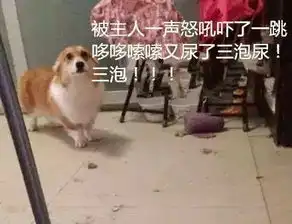  一个柯基主人的哭诉尼玛你是别的星球派来拆地球的吧