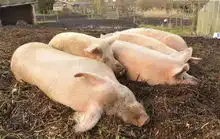  除了非洲猪瘟猪价,又一个问题需要谨慎了