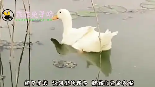  爆笑平时这么多鸭子,怎么今天就我一只了