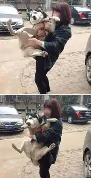 搞笑汪星人gif图哈士奇真的很不适合被抱着,不要轻易尝试