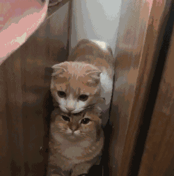 家里来客人,小橘猫们害羞的躲在角落里暗中观察样子萌翻天  家里来客人,小橘猫们害羞的躲在角落里暗中观察样子萌翻天