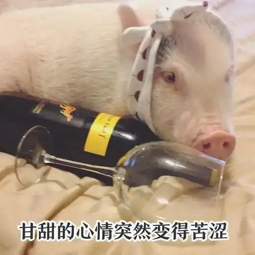 猪洗澡的视频表情包