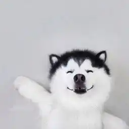  哈士奇狗搞笑头像