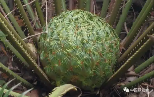  为防霉菌感染和虫害,广东志愿者保护仙湖苏铁有新招绿会保护地