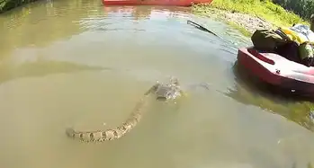 鲶鱼图片搞笑水蛇