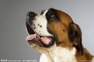  这狗叫什么名字
